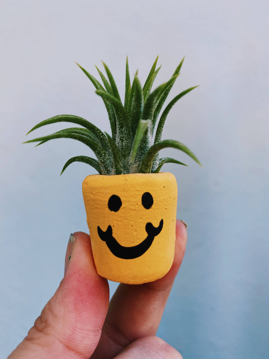 Smiley Face Mini Pot and Plant